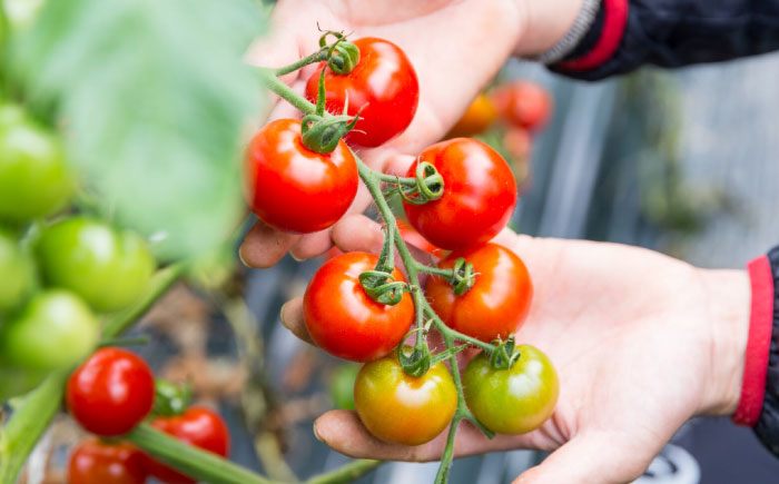 永尾産ちド級シリーズ トマト食べくらべセット / 佐賀県 / 永尾産ち [41AAAC006]