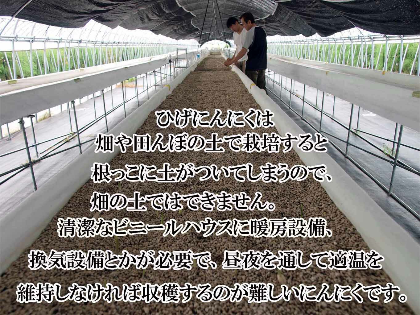 ひげにんにく玉 5袋（1袋60粒入） / 健康食品 / 佐賀県 / 日本にんにく [41AAAO005]