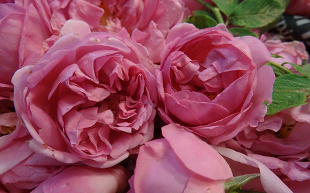 クイーンローズ 500ml×2本 / 飲料 / 佐賀県 / 株式会社Rose [41AAAS006]