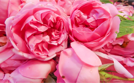 セイントローズ 500ml×12本入 / 飲料 / 佐賀県 / 株式会社Rose [41AAAS014]