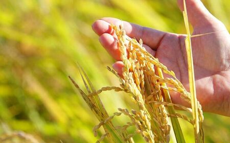 【全5回定期便】令和7年産 栽培期間中、農薬不使用「さがびより」玄米 計15kg（3kg×1袋×5回） / 佐賀県 / 光吉農産 [41AACV011]