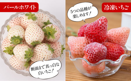 【2026年発送分 先行予約】【全4回定期便】希少いちご（恋みのり・パールホワイト・淡雪・冷凍いちご）食べ比べ定期便 / フルーツ / 佐賀県ふるさと納税 [41AAZZ003]