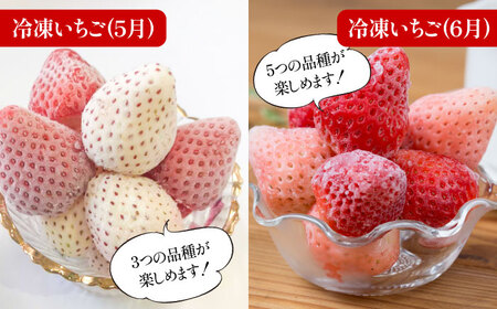 【2026年発送分 先行予約】【全5回定期便】白いちご2種と冷凍いちご / フルーツ / 佐賀県ふるさと納税 [41AAZZ004]