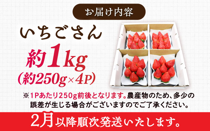 【2026年発送 先行予約】いちごさん 約1kg（約250g×4パック） / フルーツ / 佐賀県 / リフルット株式会社 [41ABAA001]