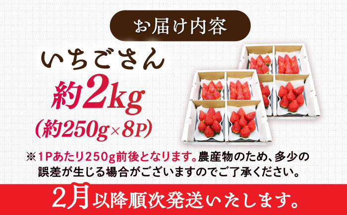 【2026年発送 先行予約】いちごさん 約2kg（約250g×8パック） / フルーツ / 佐賀県 / リフルット株式会社 [41ABAA004]