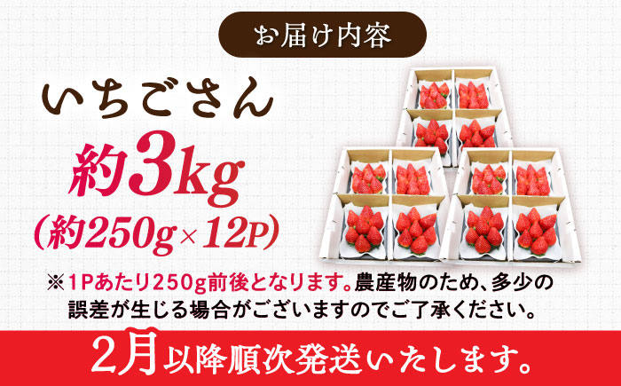 【2026年発送 先行予約】いちごさん 約3kg（約250g×12パック） / フルーツ / 佐賀県 / リフルット株式会社 [41ABAA005]