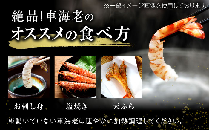 配送地域限定【※指定日必須】活車海老（養殖） 計1kg（20尾-40尾）/ えび / 佐賀県 / 株式会社拓水 浜崎クルマエビセンター [41ABAI003]
