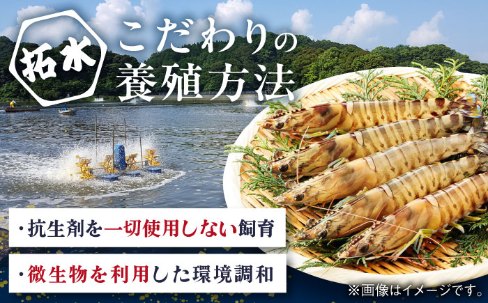 【訳あり】伊万里産 冷凍車海老（加熱用） 計1.25kg（250g×5パック） / えび / 佐賀県 / 株式会社拓水 伊万里クルマエビセンター [41AEAJ012]
