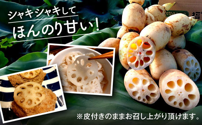 有機（オーガニック）泥付き蓮根1kg / れんこん / 佐賀県 / 吉田農園 [41AHAE004]