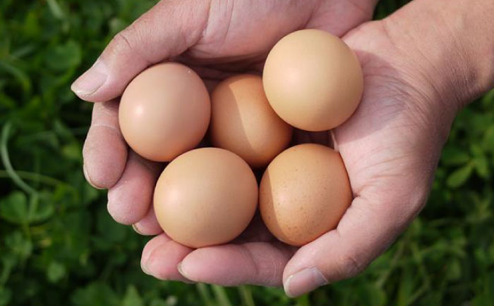 平飼いニワトリの有精卵！ほんまの朝食セットA（卵20個、ウィンナーソーセージ12本） / たまご / 佐賀県 / 本間農園 [41AJAA012]