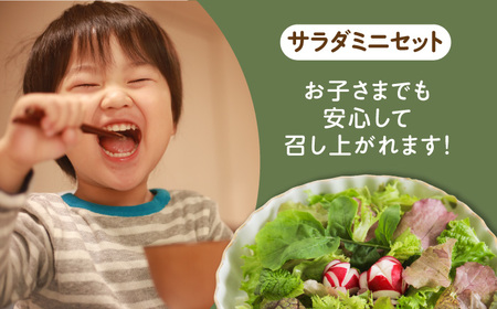 【全6回定期便】オーガニック サラダミニセット 7種×1パック / 野菜 / 佐賀県 / 株式会社サガンベジ [41ANCH005]