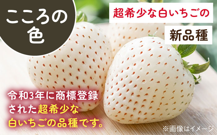 【2026年発送分 先行予約】淡雪・こころの色 白いちごプレミアム 計440g（220g×2パック）/ 佐賀県 / 岸川農園 [41ASAG007]