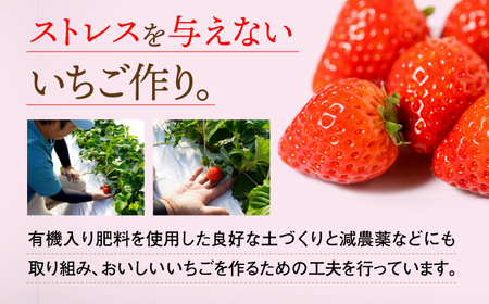 【2026年発送分 先行予約】佐賀県産いちご 恋みのり 220g×2パック /フルーツ / 佐賀県 / 鐘ヶ江農園 [41ASBK001]