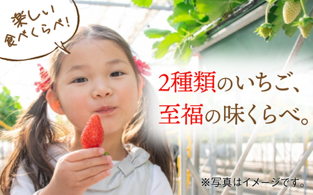 【2026年発送分 先行予約】【全4回定期便】交互にお届け！恋みのり・さがほのか  220g×2パック×4回 / いちご / 佐賀県 / 鐘ヶ江農園 [41ASBK002]