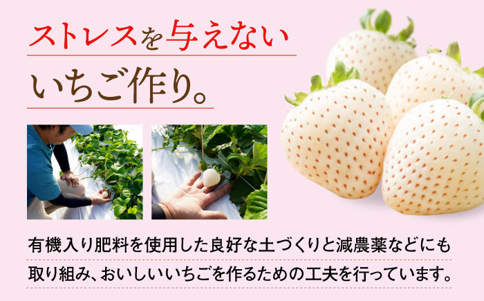 【先行予約】 佐賀県産白いちご 新品種 こころの色 220g×2パック / フルーツ / 佐賀県 / 鐘ヶ江農園 [41ASBK003]