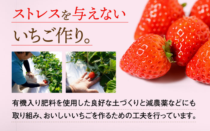 【2026年発送分 先行予約】【全4回定期便】さがほのか 220g×2パック×4回 / いちご / 佐賀県 / 鐘ヶ江農園 [41ASBK004]