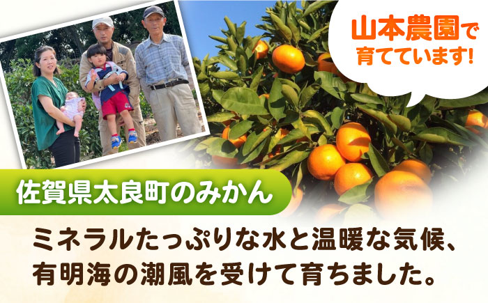 クレメンティン 計3kg（2.6kg＋400g傷み保証分）3S-Mサイズ / みかん / 佐賀県 / 山本農園 [41ATBT007]