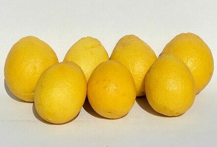 ムーンオレンジ！弓削瓢柑！4.5kg / みかん / 佐賀県 / 山本農園 [41ATBT012]