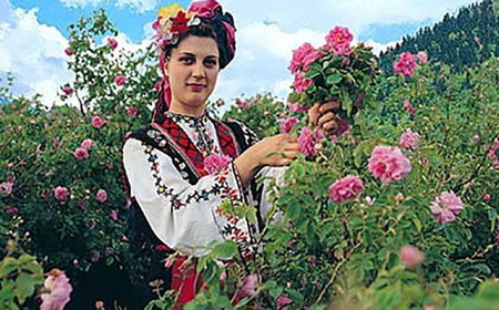 クイーンローズ 500ml×2本 / 飲料 / 佐賀県 / 株式会社Rose [41AAAS006]