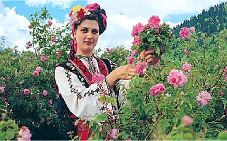 セイントローズ 500ml×12本入 / 飲料 / 佐賀県 / 株式会社Rose [41AAAS014]