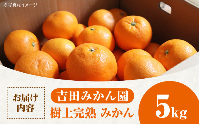 【12月発送】樹上完熟みかん 5kg / 佐賀県 / 吉田みかん園 [41ABAG002]