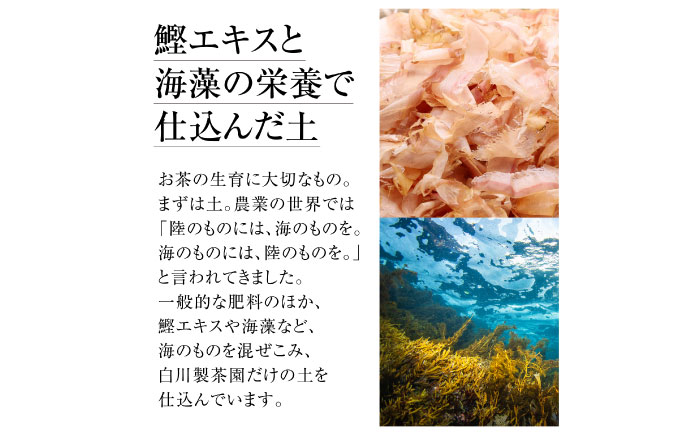 【ロマ佐賀】陽々セット 計5袋 / お茶 / 佐賀県 / 白川製茶園 [41AIAB004]