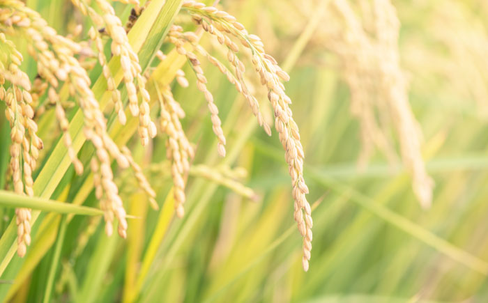 【ロマ佐賀】令和7年産 夢しずく5kg 白米 / 精米 / 佐賀県 / 白川製茶園 [41AIAB016]