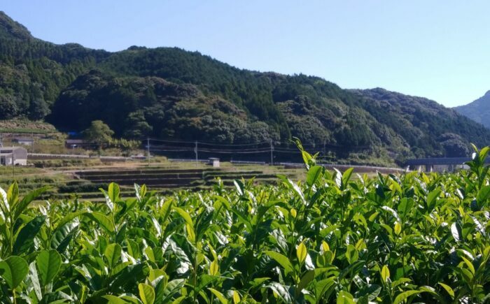伝統の釜炒り製法の嬉野茶！うれしの釜炒茶 2種（嬉野山芳釜炒茶/おくみどり）飲み比べセット / お茶 / 佐賀県 / 株式会社テンフィールド [41AIAC011]