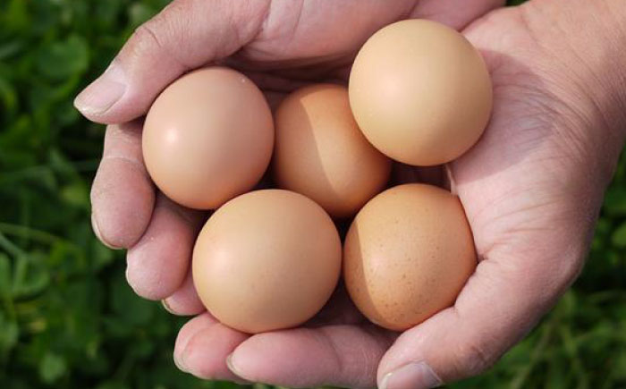 平飼いニワトリの有精卵！ほんまの朝食セットC（卵20個、ウィンナー6本、フランクフルト3本） / たまご / 佐賀県 / 本間農園 [41AJAA014]