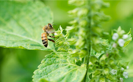 生はちみつ 400g ギフトセット / 蜂蜜 調味料 / 佐賀県 / 株式会社中村 [41AJCN002]