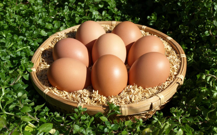 えこびとのレトロプリンとはちみつプリン2種セット（計5個） / スイーツ / 佐賀県 / 株式会社中村 [41AJCN009]