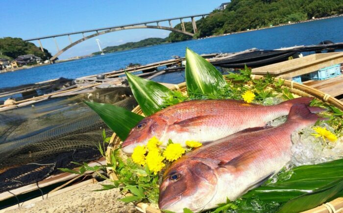 玄海町自慢の穂州鯛！明日の夜は高級鯛しゃぶセット / 魚介類 / 佐賀県 / 渡邉水産 [41AOCS021]