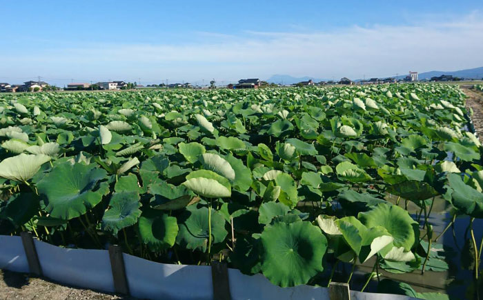 【金賞受賞！】真空パック 松尾青果のこだわり白石れんこん 約1kg(4-8個) / れんこん 蓮根 レンコン 野菜 根菜 / 佐賀県 / 松尾青果 [41ASAB001]