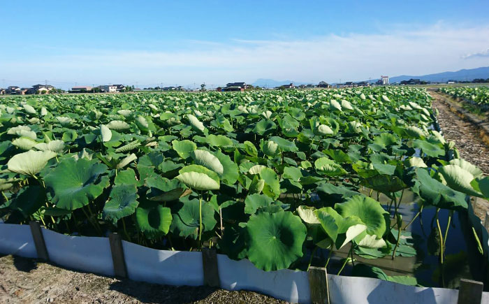 【金賞受賞！】泥付き 松尾青果のこだわり白石れんこん 約3kg / れんこん 蓮根 レンコン 野菜 根菜 / 佐賀県 / 松尾青果 [41ASAB002]