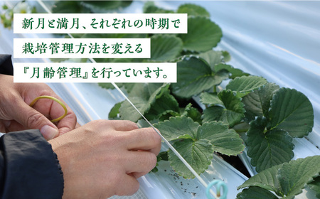 【2026年発送分 先行予約】佐賀県産 パールホワイト 約220g×2パック / いちご / 佐賀県 / かわさきいちご [41ASBJ003]
