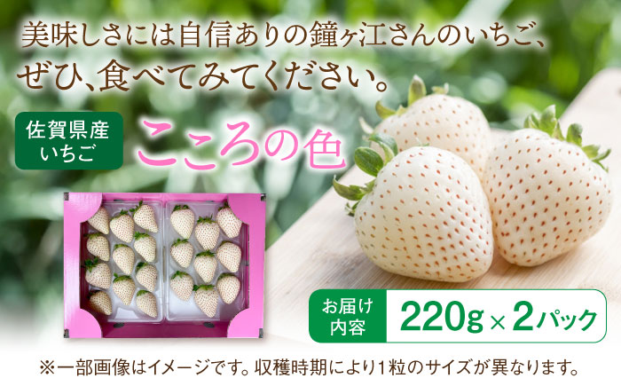 【先行予約】 佐賀県産白いちご 新品種 こころの色 220g×2パック / フルーツ / 佐賀県 / 鐘ヶ江農園 [41ASBK003]