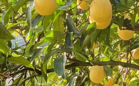 ムーンオレンジ！弓削瓢柑！4.5kg / みかん / 佐賀県 / 山本農園 [41ATBT012]