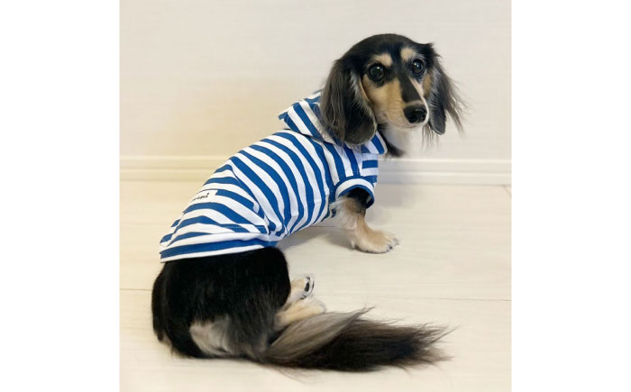 ボーダーパーカー ホワイト×ブルー（ワンちゃん用） （SS/S/MM/Mサイズ） / ペット用品 / 佐賀県 / Canis Lupus [41AAAN014]