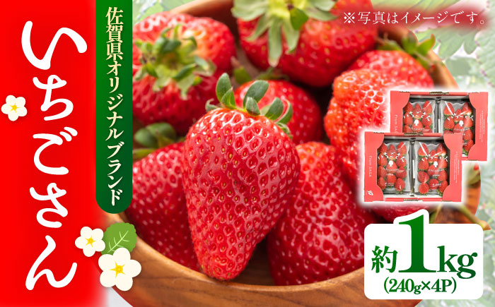 【2026年発送分 先行予約】いちごさん 約1kg（240g×4パック） / フルーツ / 佐賀県 / さが風土館季楽 [41AABE102]