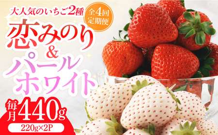 【全4回定期便】紅白いちご（恋みのり・パールホワイト）/ フルーツ / 佐賀県ふるさと納税 [41AAZZ002]