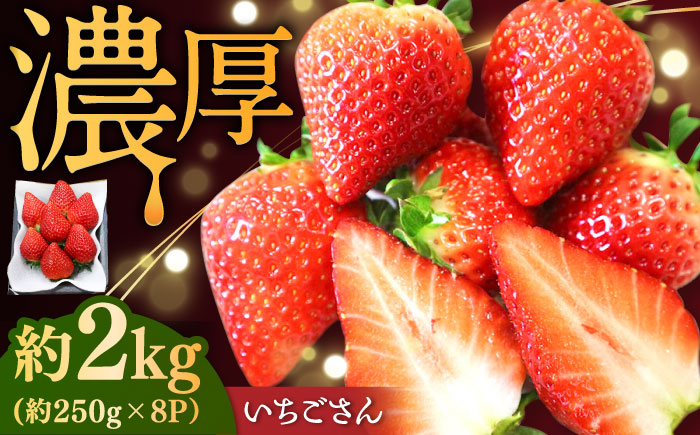 【2026年発送 先行予約】いちごさん 約2kg（約250g×8パック） / フルーツ / 佐賀県 / リフルット株式会社 [41ABAA004]