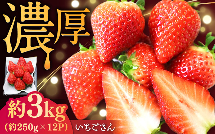 【2026年発送 先行予約】いちごさん 約3kg（約250g×12パック） / フルーツ / 佐賀県 / リフルット株式会社 [41ABAA005]