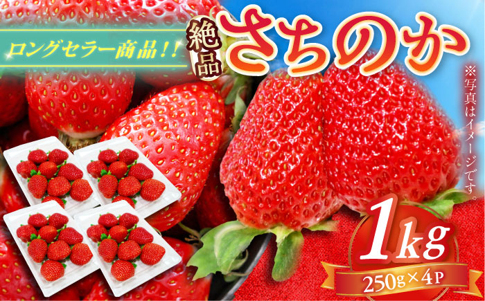 【2026年発送 先行予約】さちのか 1kg（250g×4パック） / いちご / 佐賀県 / リフルット株式会社 [41ABAA006]