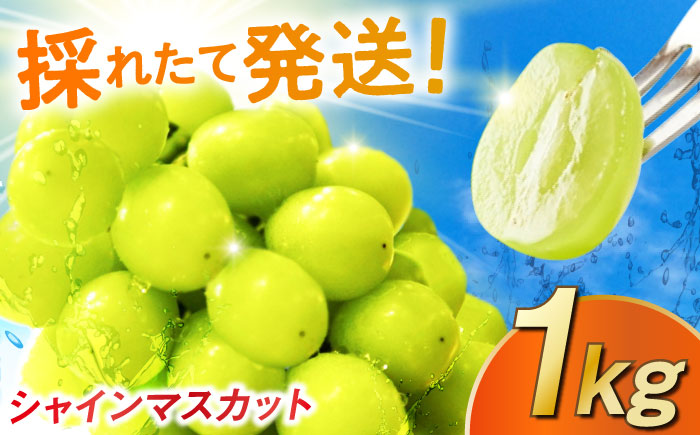 【2026年発送 先行予約】シャインマスカット 1kg / フルーツ / 佐賀県 / リフルット株式会社 [41ABAA011]