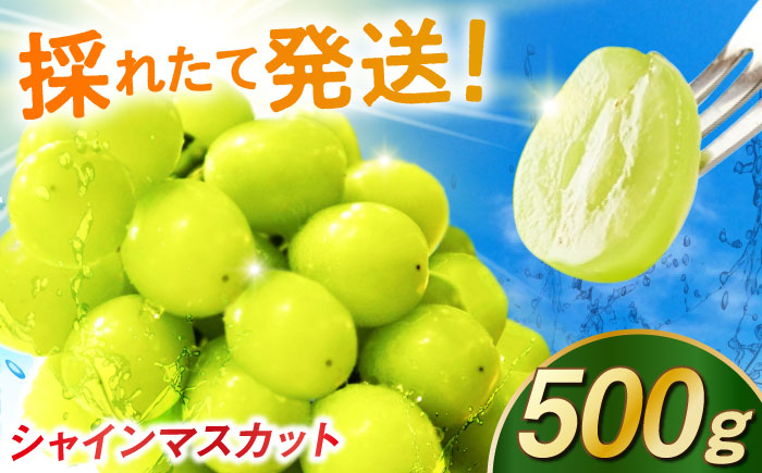 【2026年発送 先行予約】シャインマスカット 500g / フルーツ / 佐賀県 / リフルット株式会社 [41ABAA012]