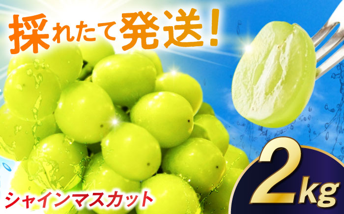 【2026年発送 先行予約】シャインマスカット 2kg / フルーツ / 佐賀県 / リフルット株式会社 [41ABAA014]