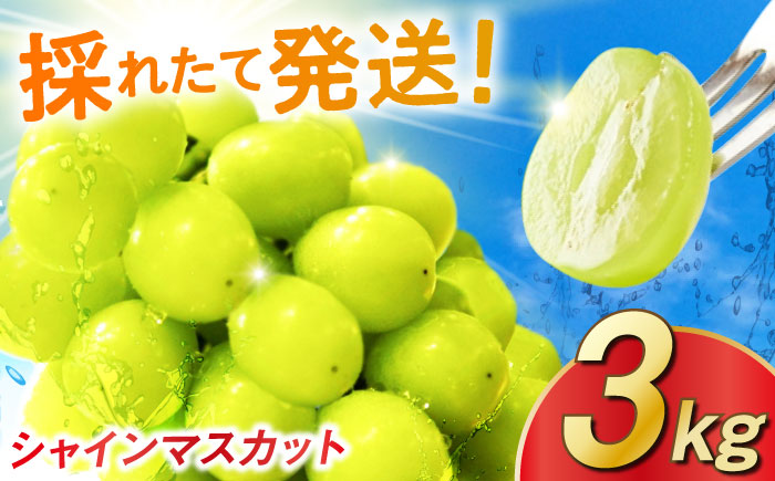 【2026年発送 先行予約】シャインマスカット 3kg / フルーツ / 佐賀県 / リフルット株式会社 [41ABAA015]