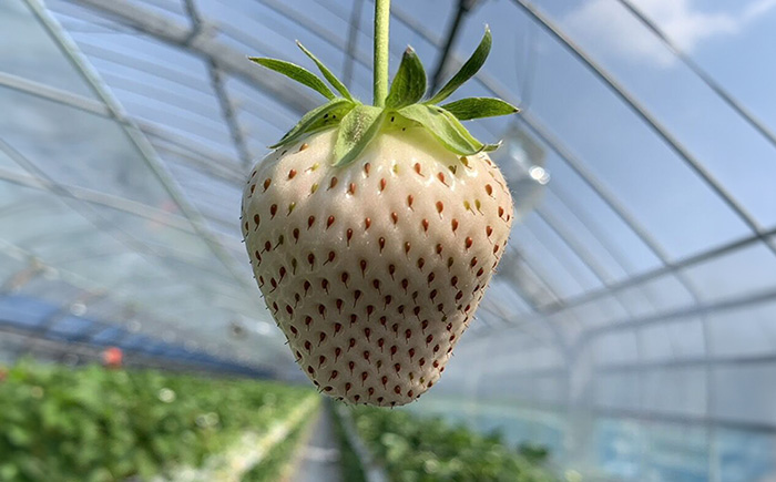 白い宝石（平パック）約430g（約215g×2パック） / いちご / 佐賀県 / 手島農園 [41ABAB006]