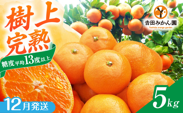 【12月発送】樹上完熟みかん 5kg / 佐賀県 / 吉田みかん園 [41ABAG002]