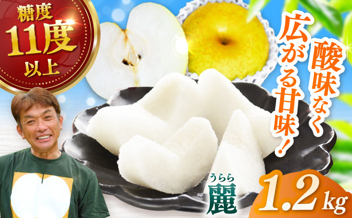 【2026年発送分 先行予約】【化粧箱入り】麗（秋麗）3個入（約1.2kg） / 梨 / 佐賀県 / 大川三世代 [41AEAB007]